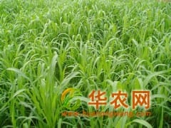 進口牧草種子 墨西哥玉米草種子 u12玉米草種子